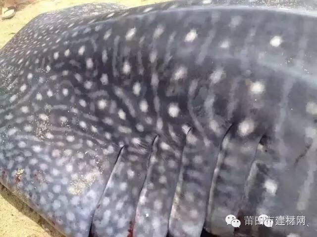 1467603429510227.jpg 0 (5).jpg