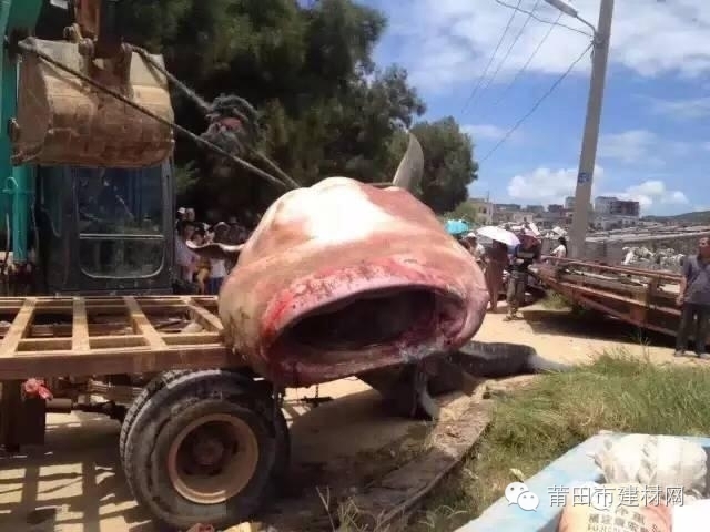 1467603481988009.jpg 0 (11).jpg