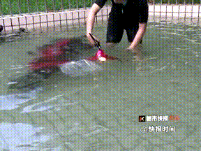 1467886863419947.gif 0 (4).gif