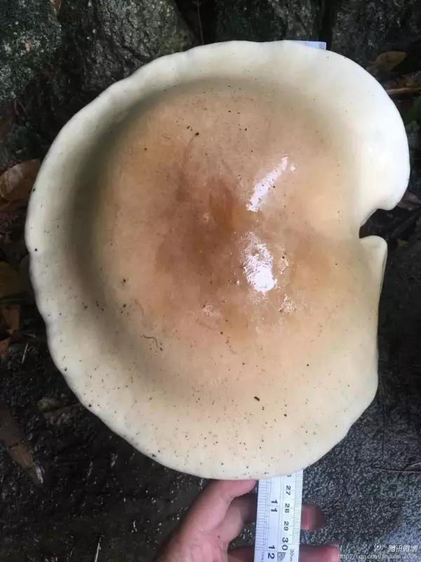 1498007422623229.jpg 16.jpg